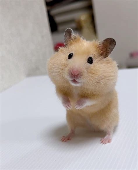 cute hamster pictures|40 Of The Cutest Hamster Pics The Internet Has To Offer.